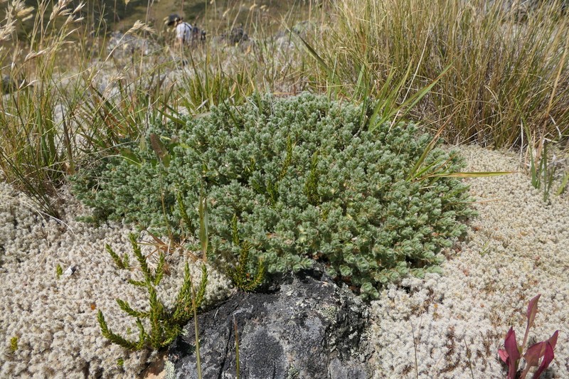 Pimelea mesoa photo 3