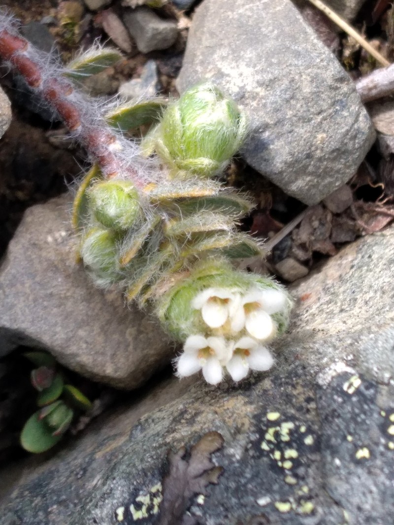 Pimelea mesoa photo 5