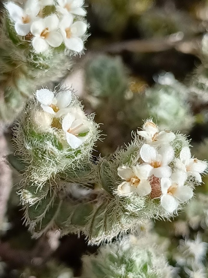 Pimelea mesoa photo 6