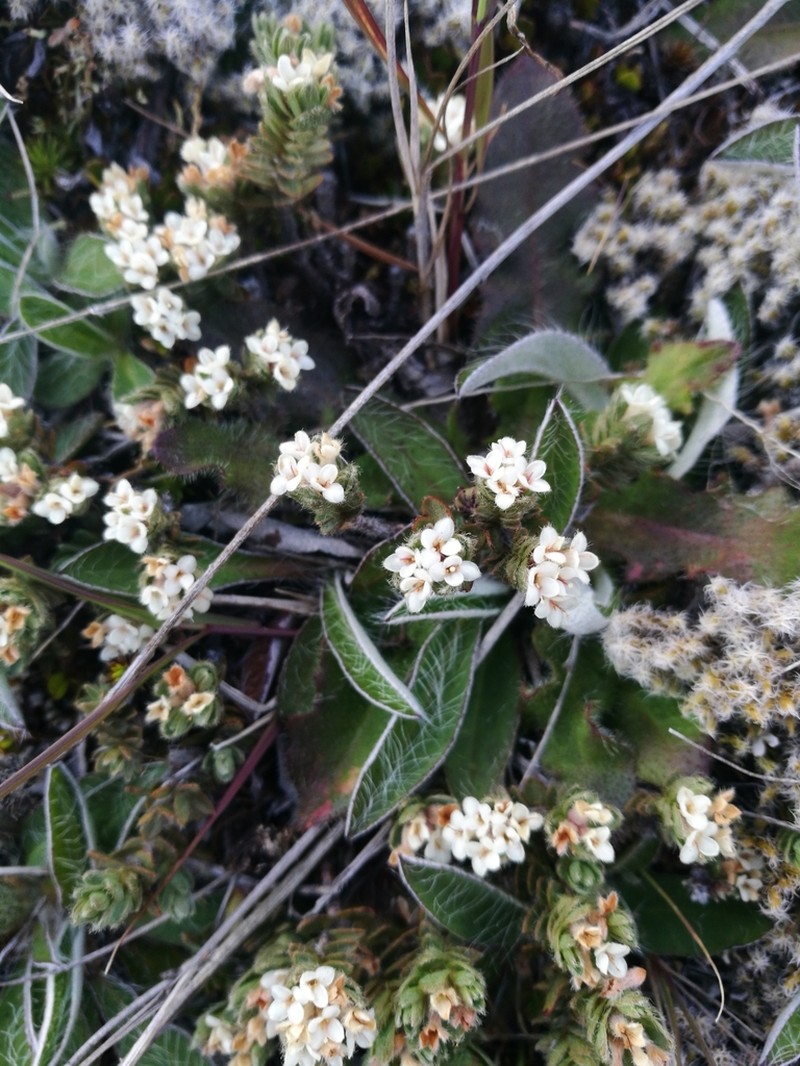 Pimelea mesoa photo 7
