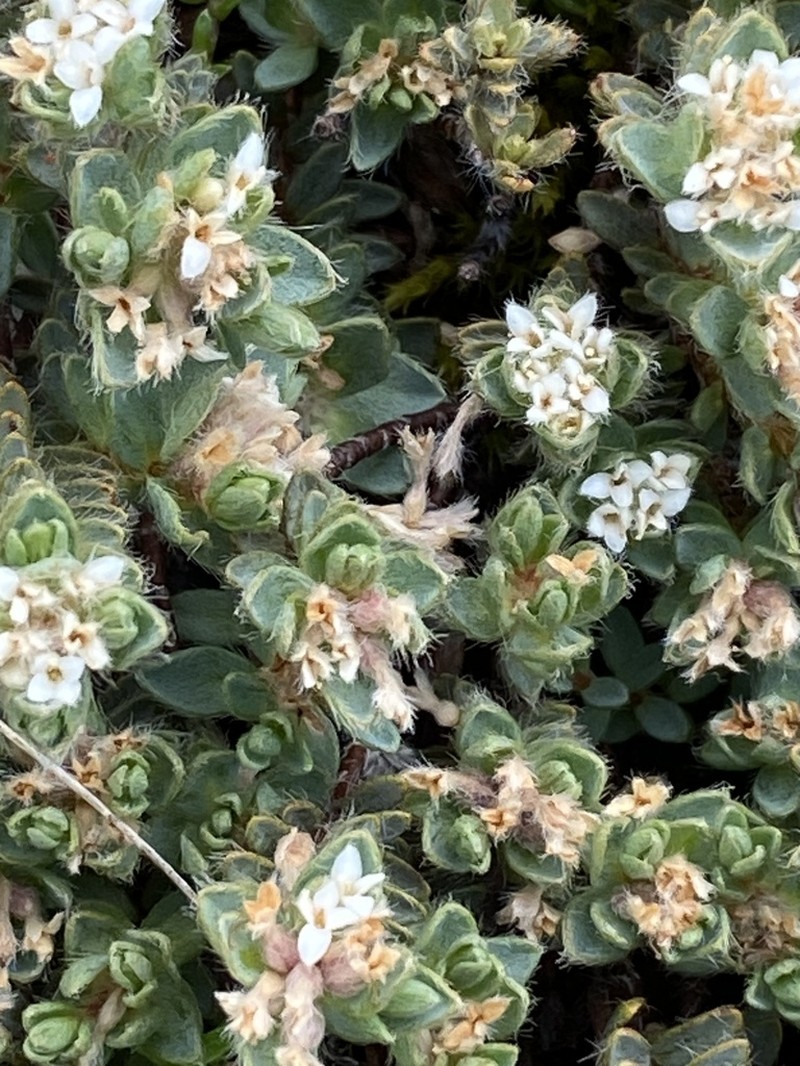 Pimelea mesoa photo 8
