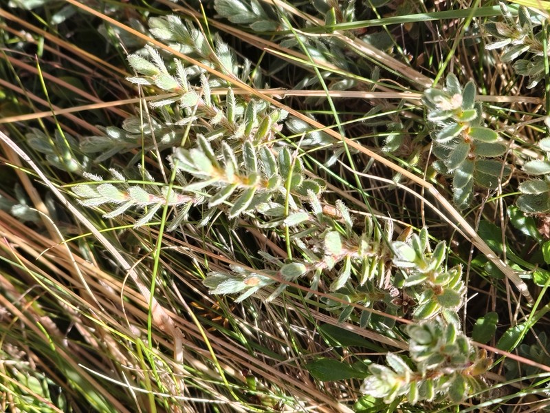 Pimelea mesoa subsp. macra