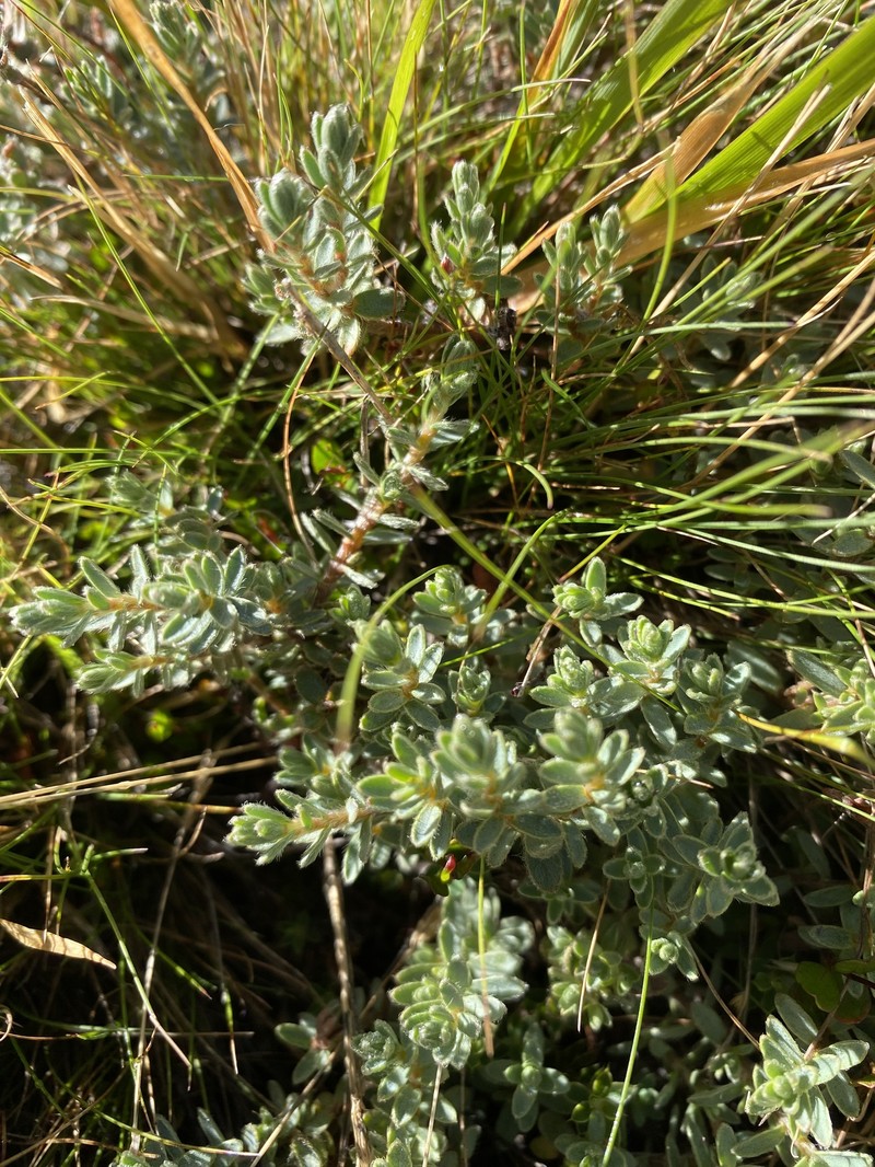 Pimelea mesoa subsp. macra photo 2