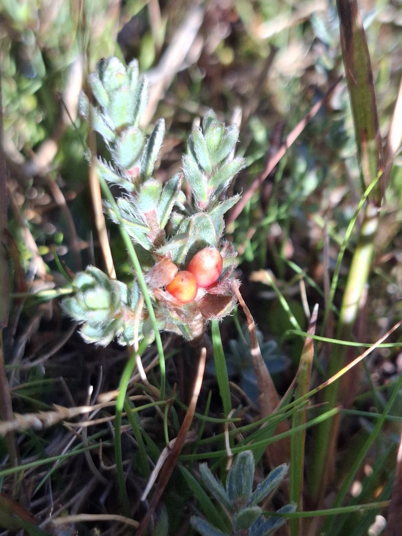 Pimelea mesoa subsp. macra photo 3