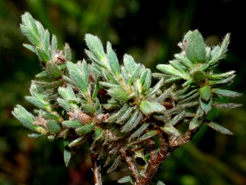 Pimelea mesoa subsp. macra photo 4