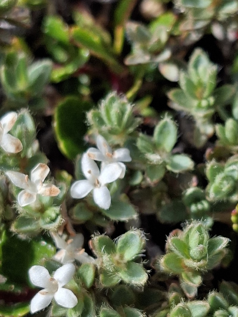 Pimelea mesoa subsp. mesoa