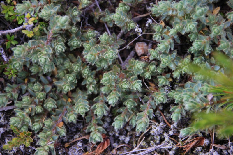 Pimelea mesoa subsp. mesoa photo 2