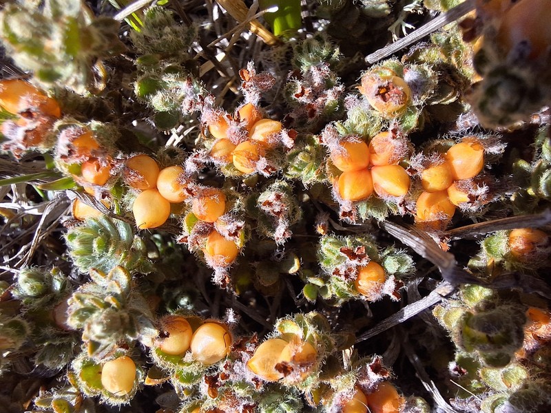 Pimelea mesoa subsp. mesoa photo 3