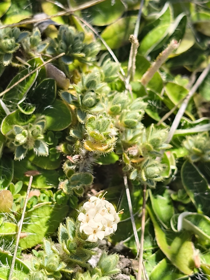 Pimelea mesoa subsp. mesoa photo 4