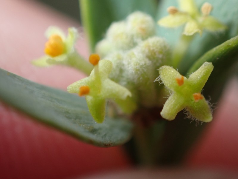 Pimelea microcephala subsp. microcephala