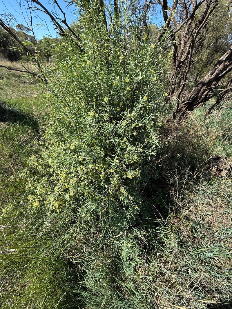 Pimelea microcephala subsp. microcephala photo 2