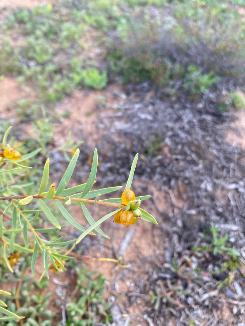 Pimelea microcephala subsp. microcephala photo 3
