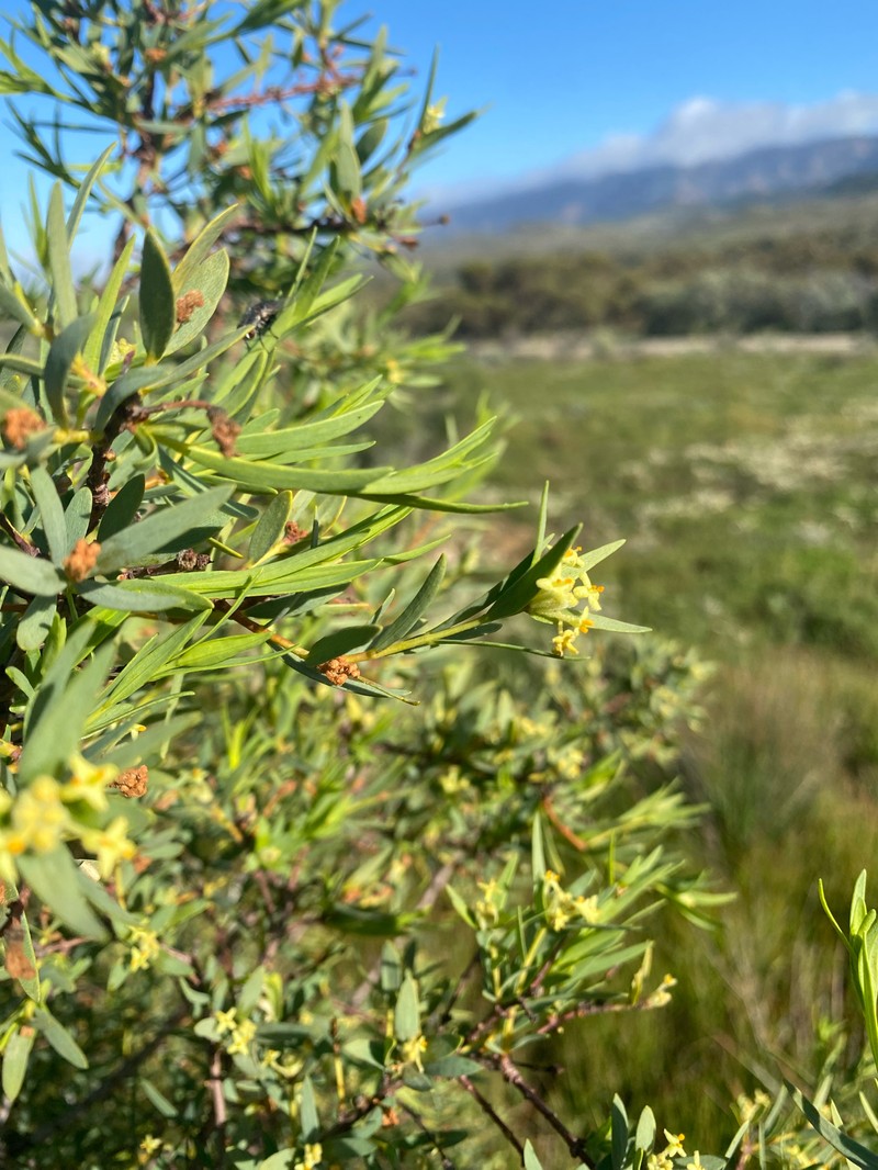 Pimelea microcephala subsp. microcephala photo 4