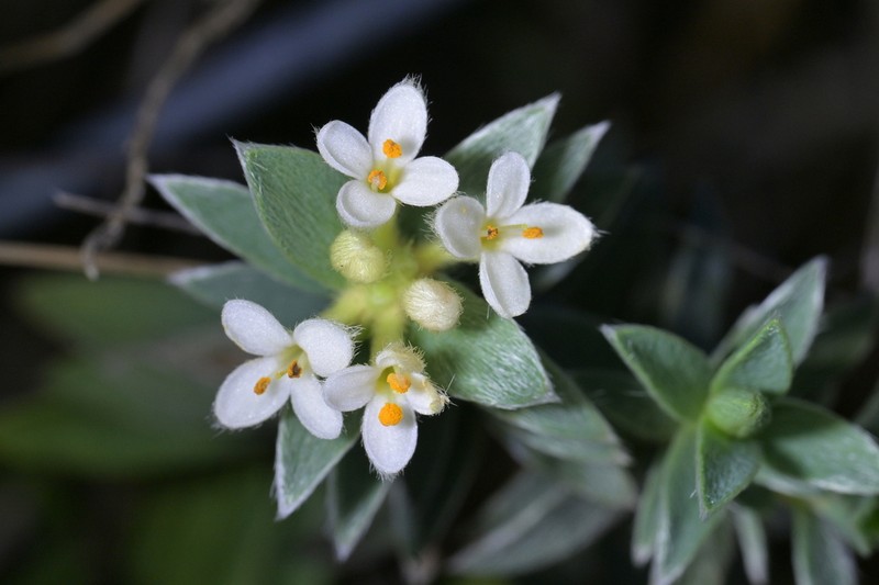 Pimelea mimosa