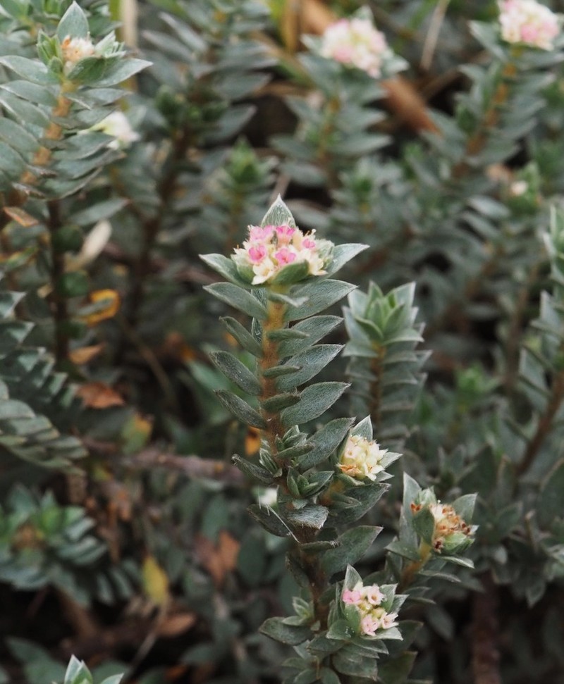 Pimelea mimosa photo 2