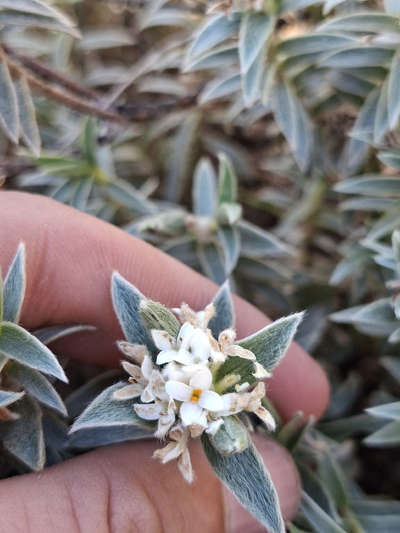 Pimelea mimosa photo 3