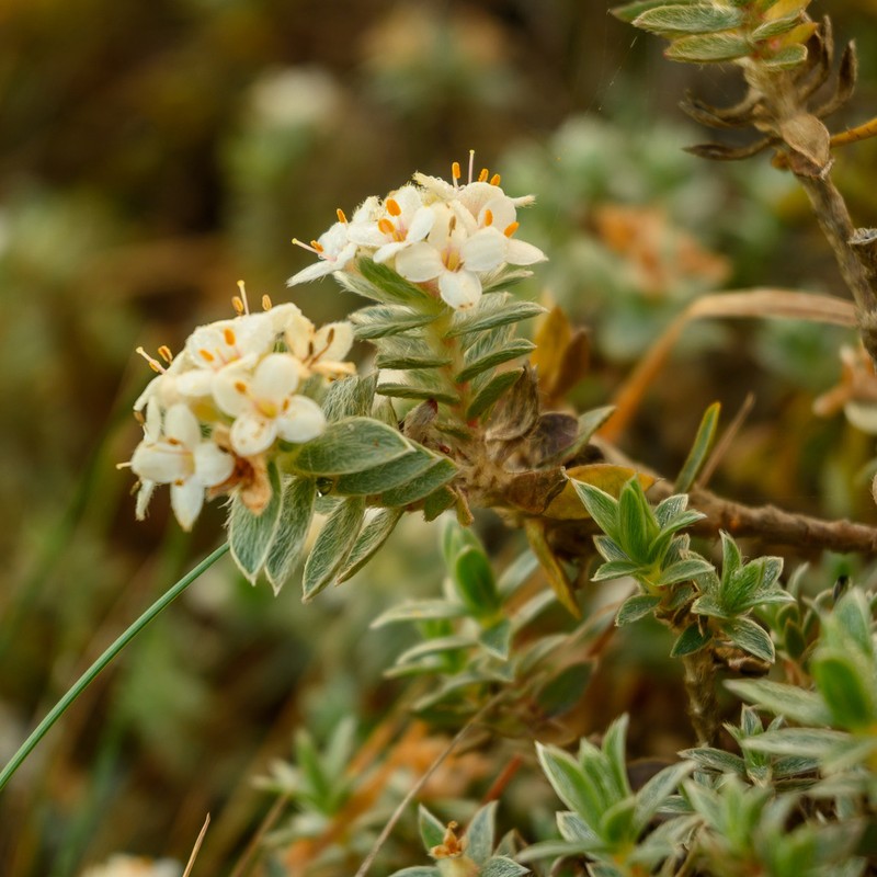Pimelea mimosa photo 4