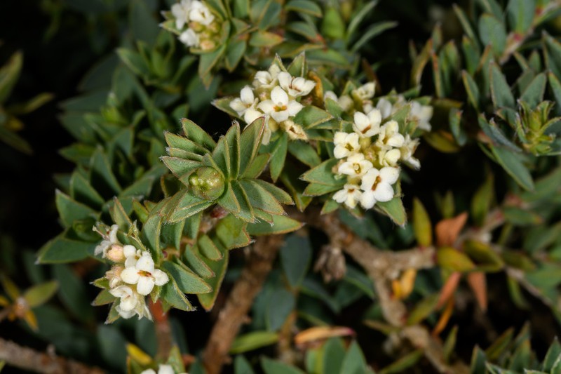 Pimelea mimosa photo 5