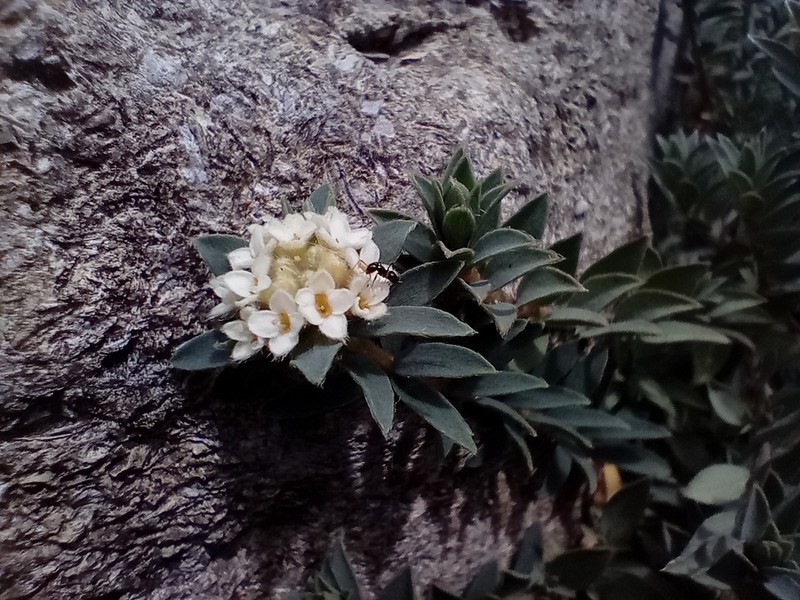 Pimelea mimosa photo 6