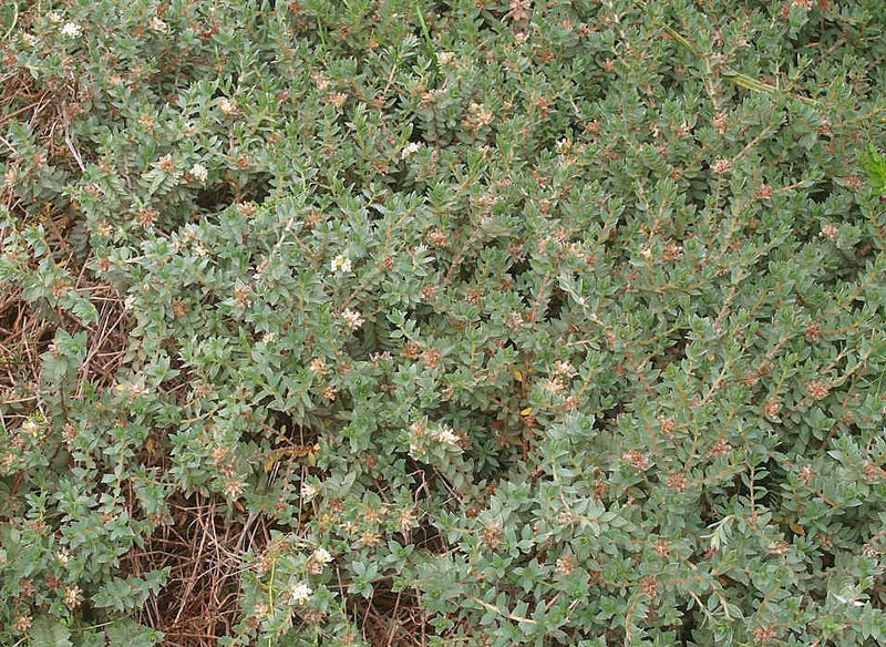 Pimelea mimosa photo 7