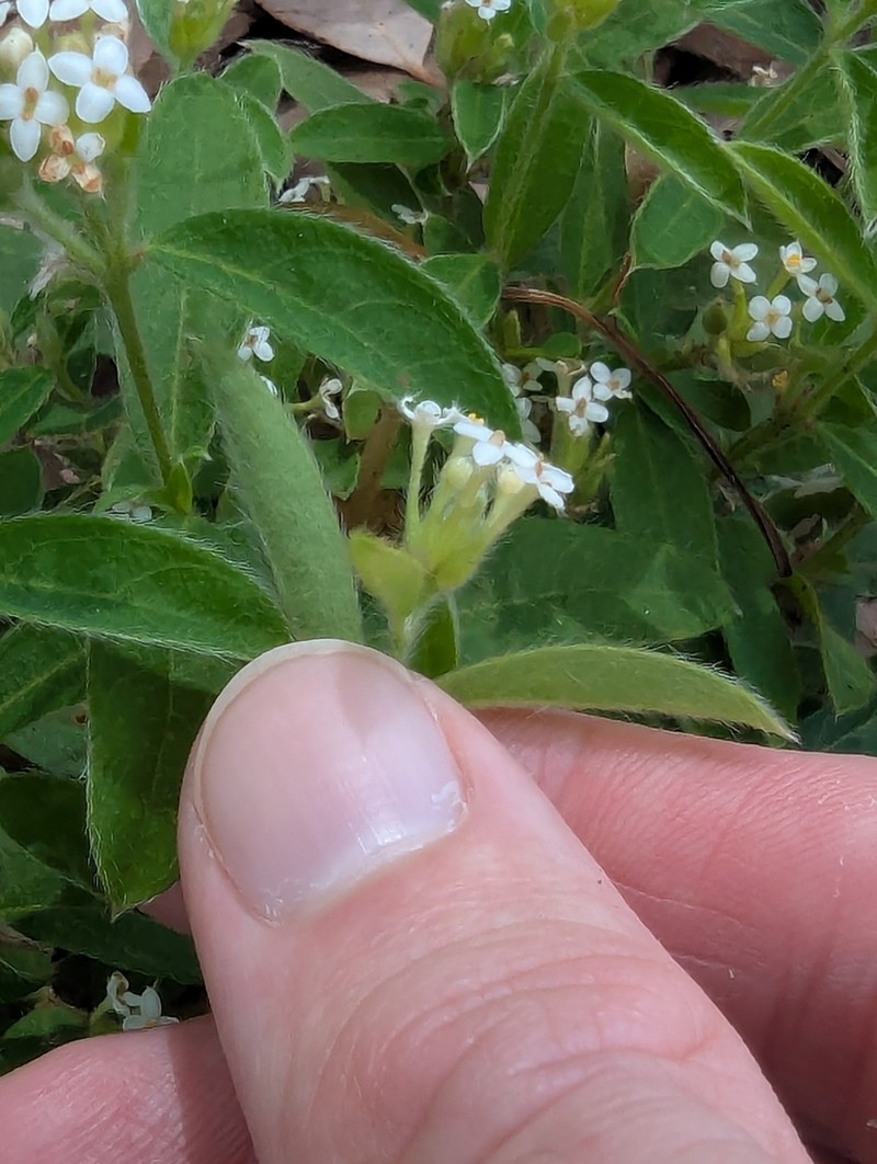Pimelea mollis