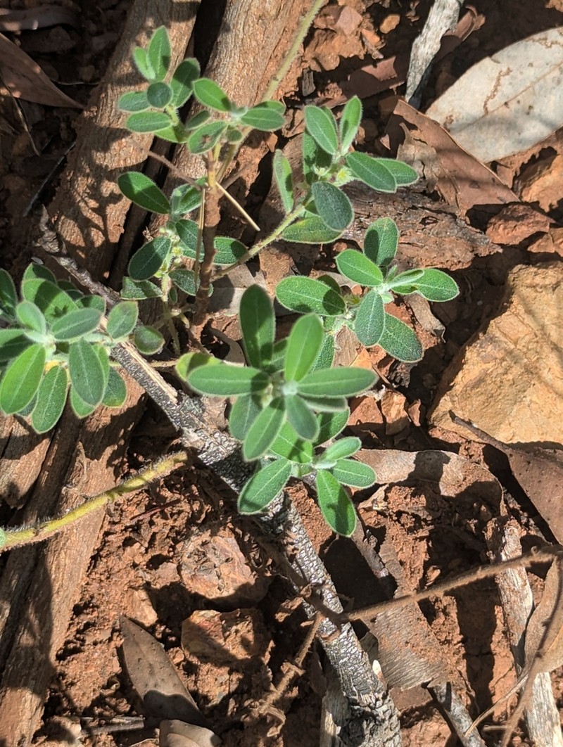 Pimelea mollis photo 3