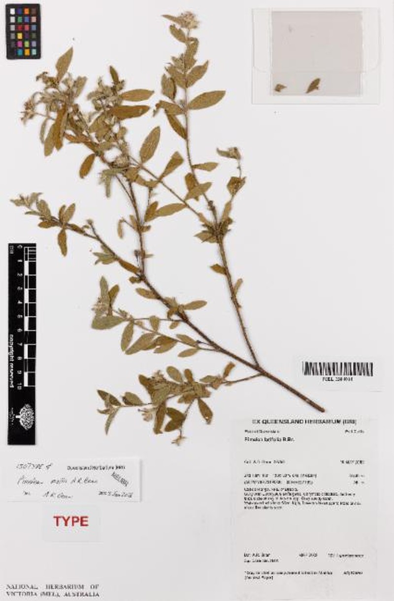 Pimelea mollis photo 6