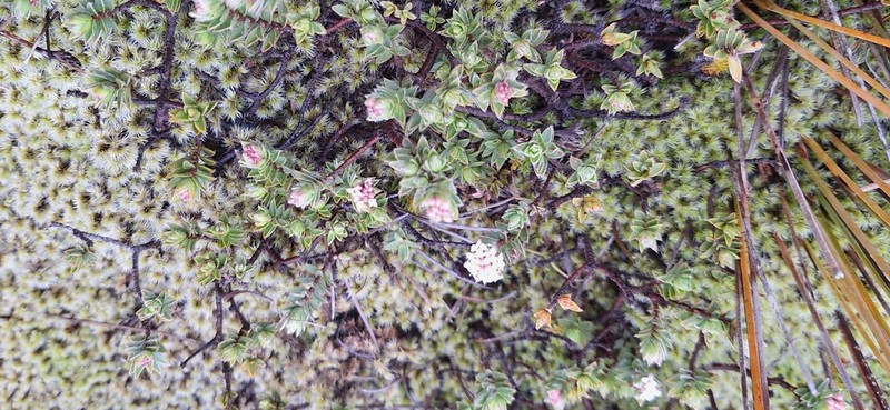 Pimelea nitens photo 3