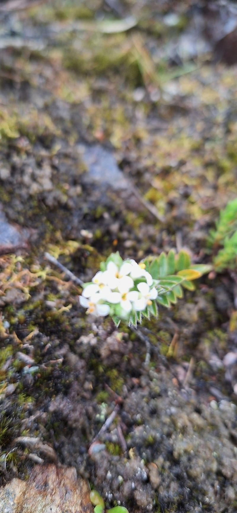 Pimelea nitens photo 4