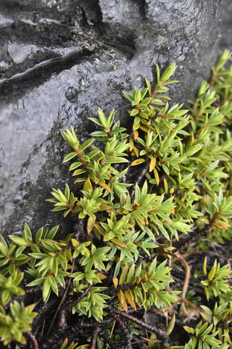 Pimelea nitens photo 5