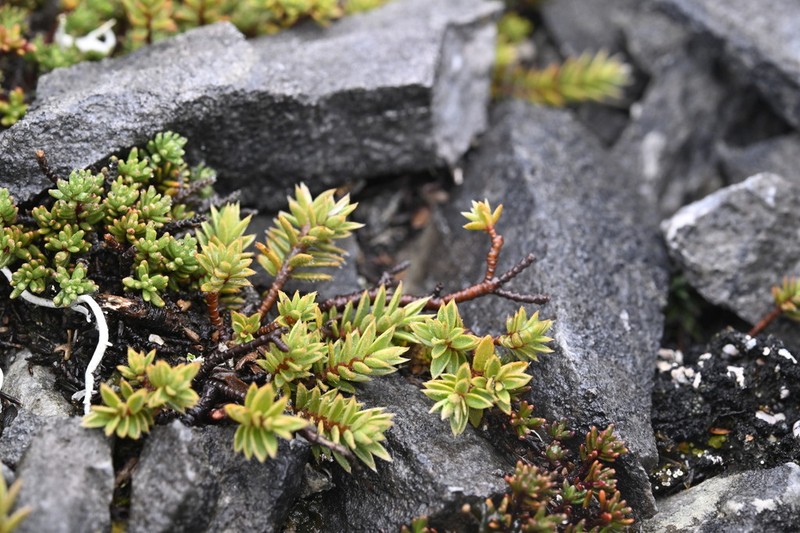Pimelea nitens photo 6