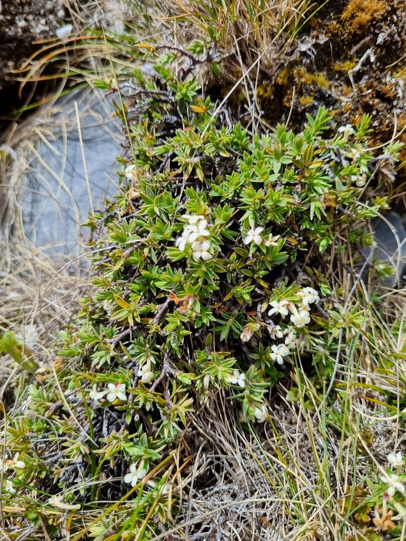 Pimelea nitens photo 7