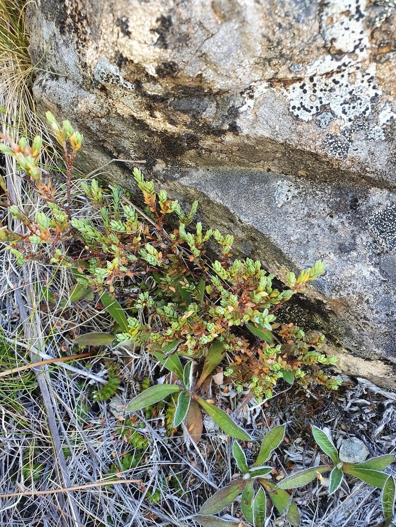 Pimelea nitens photo 8