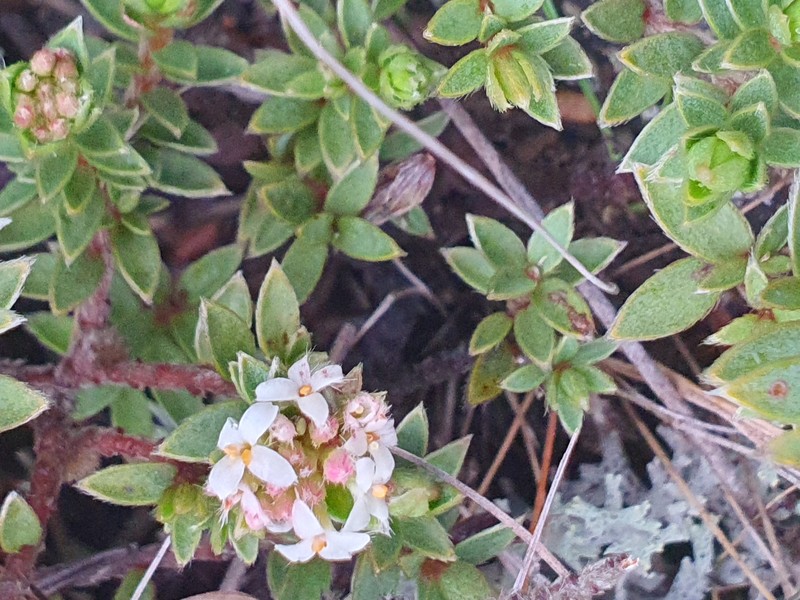 Pimelea nitens subsp. aspera