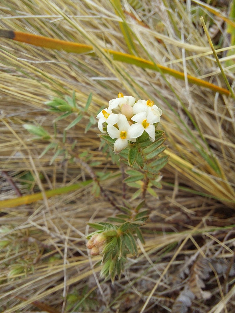 Pimelea nitens subsp. nitens