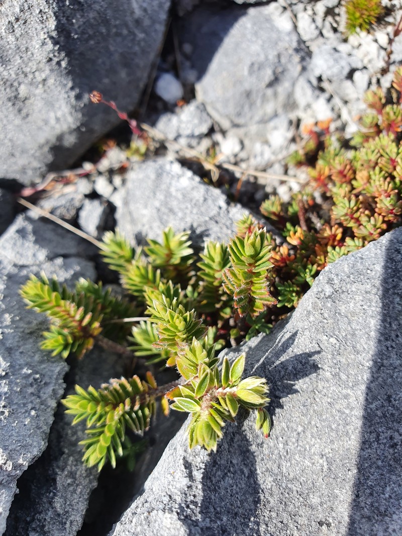 Pimelea nitens subsp. nitens photo 2