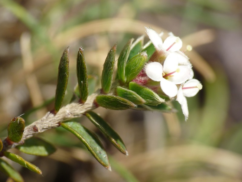 Pimelea nitens subsp. nitens photo 3