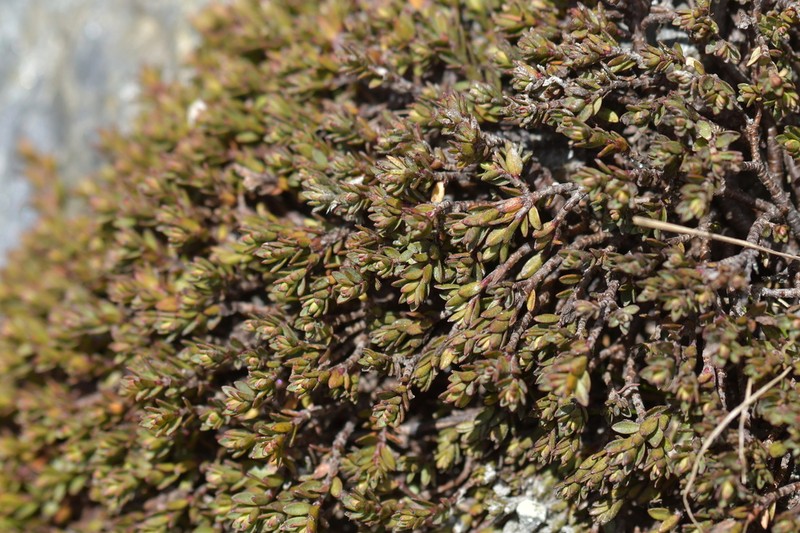 Pimelea notia photo 2