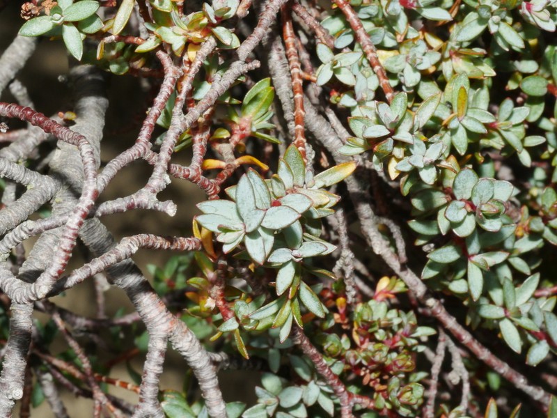 Pimelea notia photo 3