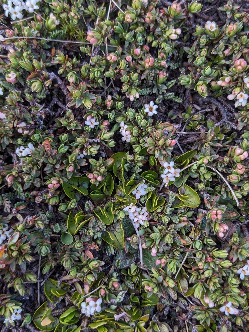 Pimelea notia photo 4