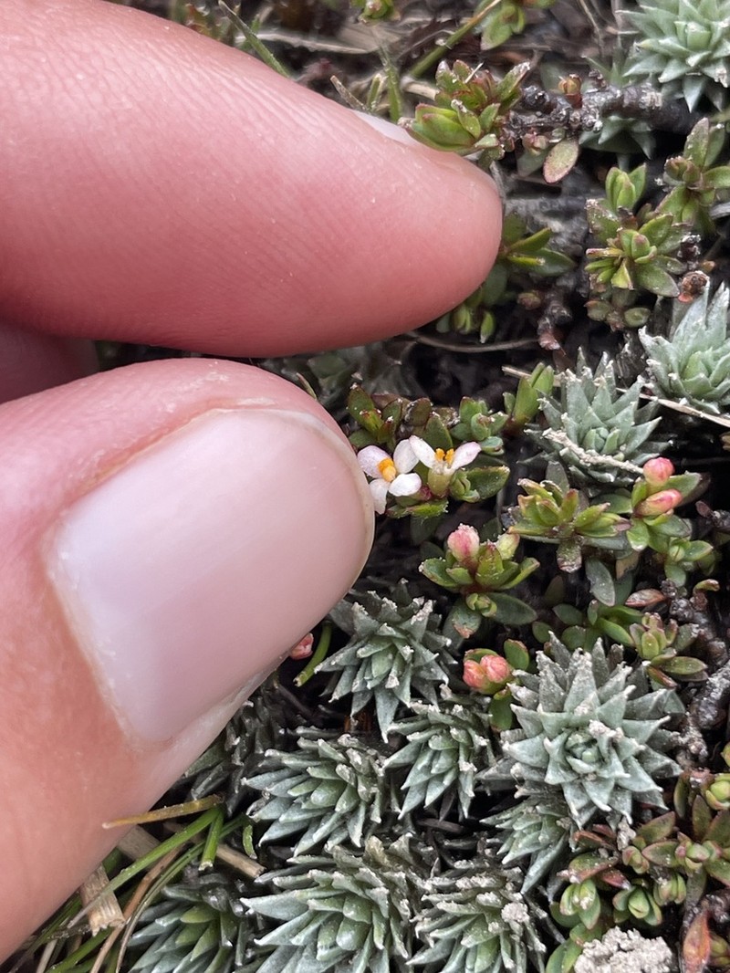 Pimelea notia photo 6