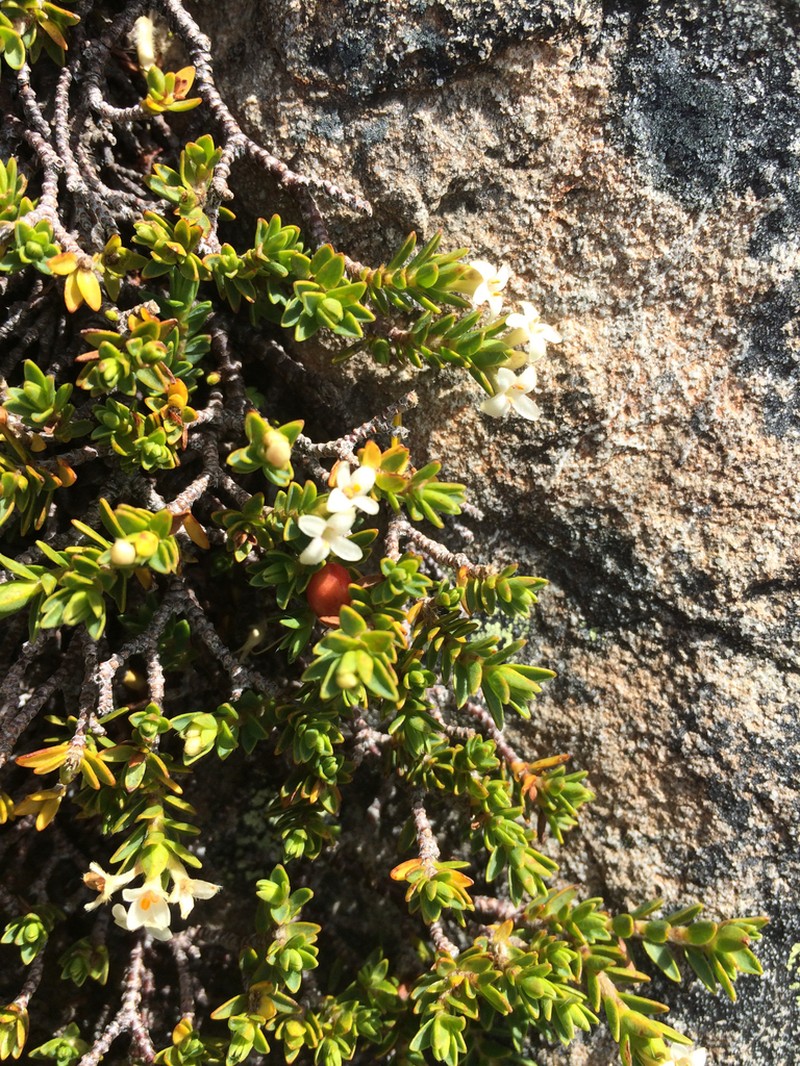 Pimelea notia photo 7