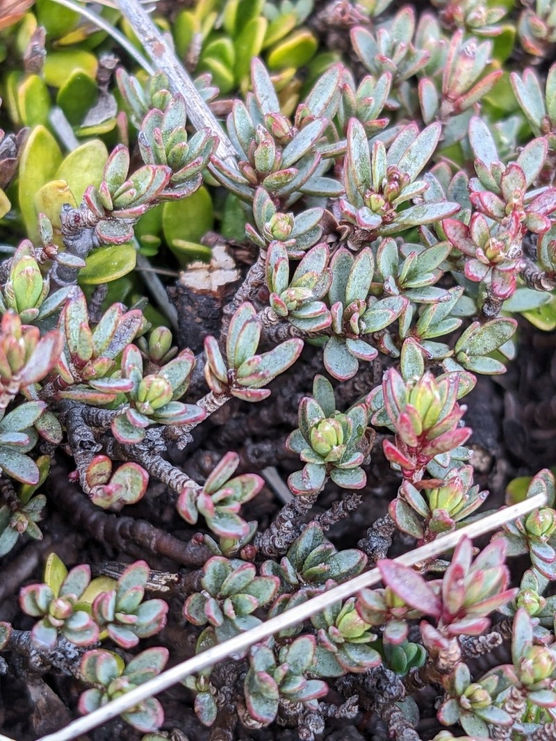 Pimelea notia photo 8