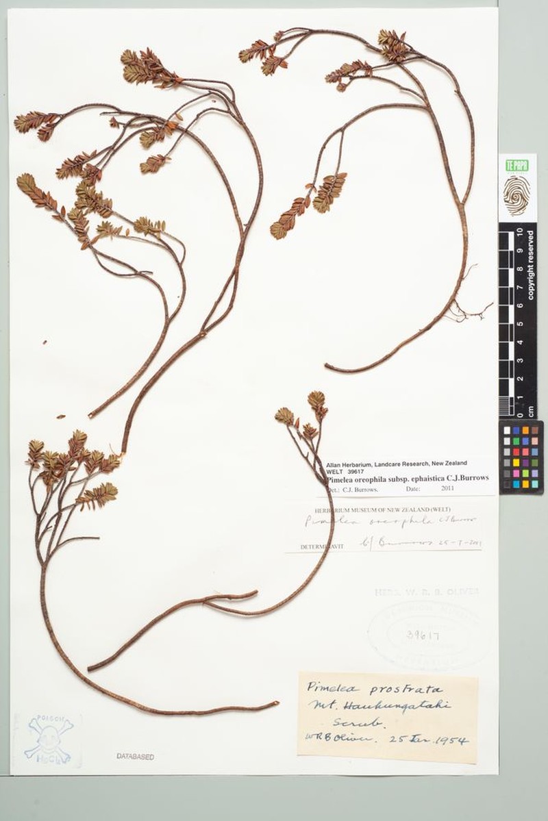 Pimelea oreophila subsp. ephaistica