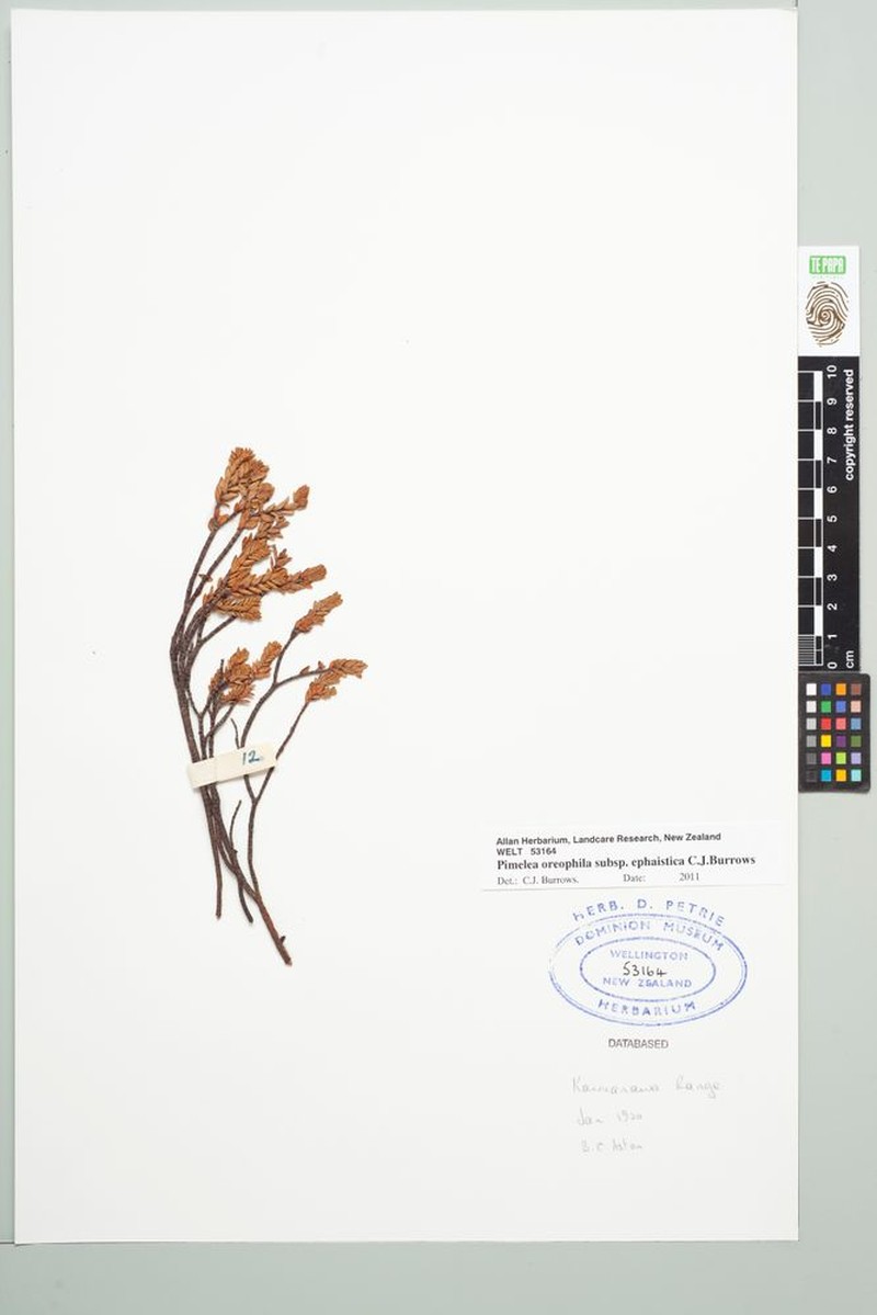 Pimelea oreophila subsp. ephaistica photo 2
