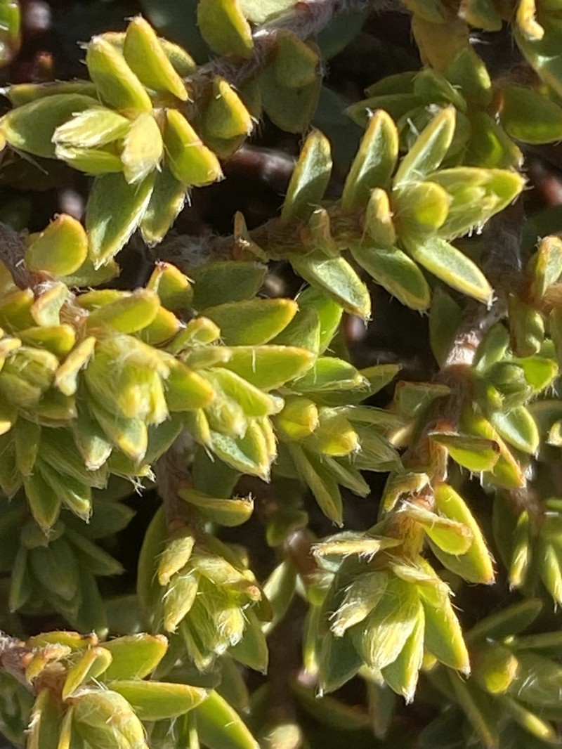 Pimelea oreophila subsp. hetera