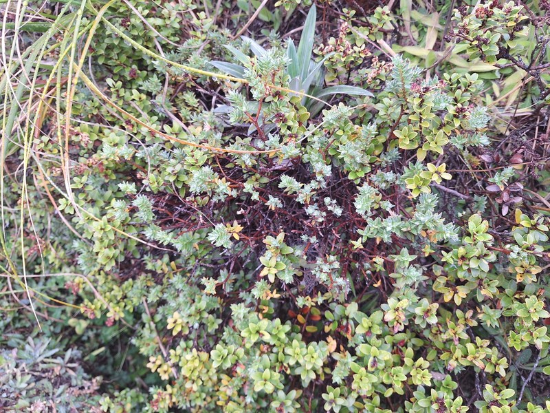 Pimelea oreophila subsp. hetera photo 2