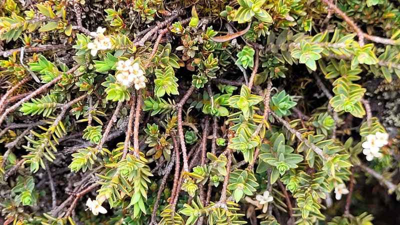 Pimelea oreophila subsp. hetera photo 3