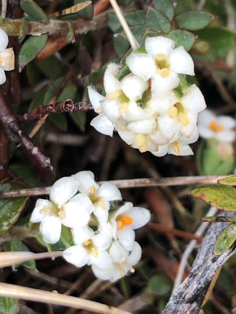 Pimelea oreophila subsp. hetera photo 4
