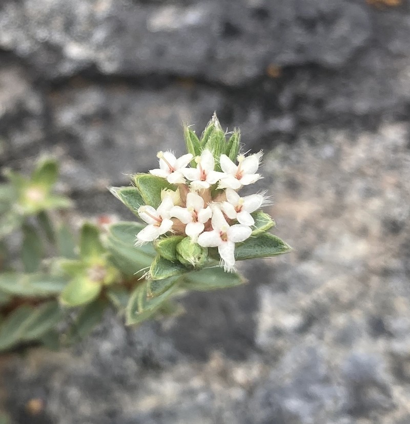 Pimelea oreophila subsp. lepta